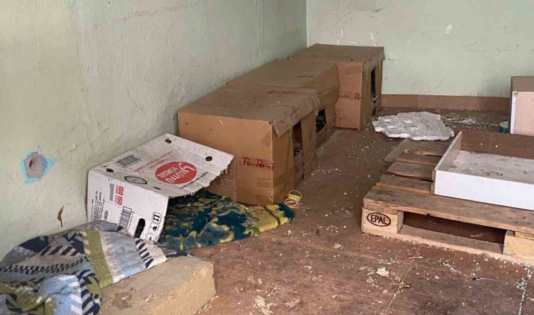 Eskişehir’de metruk bir binanın içinde yer alan kedi evleri görenler