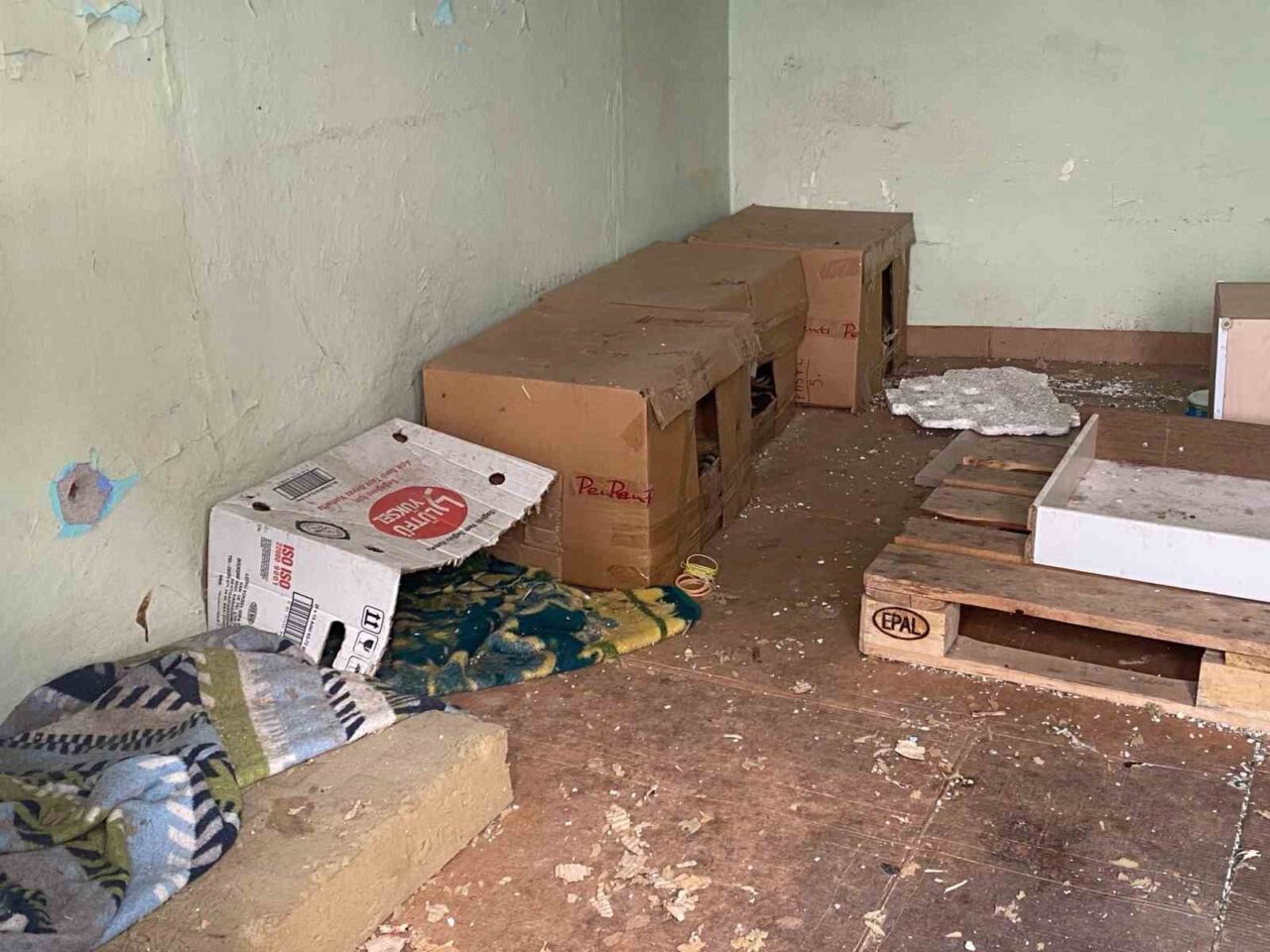 Eskişehir’de metruk bir binanın içinde yer alan kedi evleri görenler