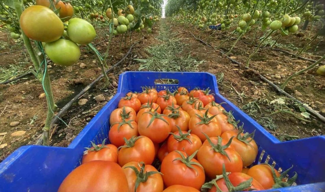 Sosyal medyada Gıda Dedektifi adıyla yayın yapan bir sayfa, Muğla'da