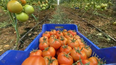 Sosyal medyada Gıda Dedektifi adıyla yayın yapan bir sayfa, Muğla'da