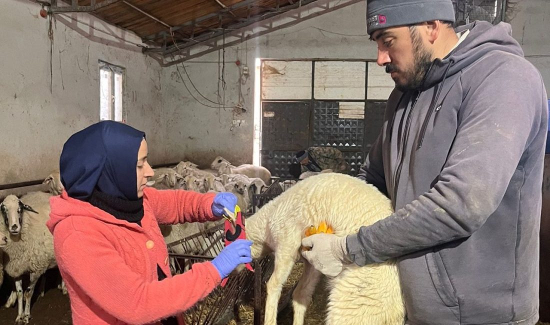 Sandıklı ilçesinda küçükbaş hayvanlara veba ve çiçek aşısı yapıldı. İlçe