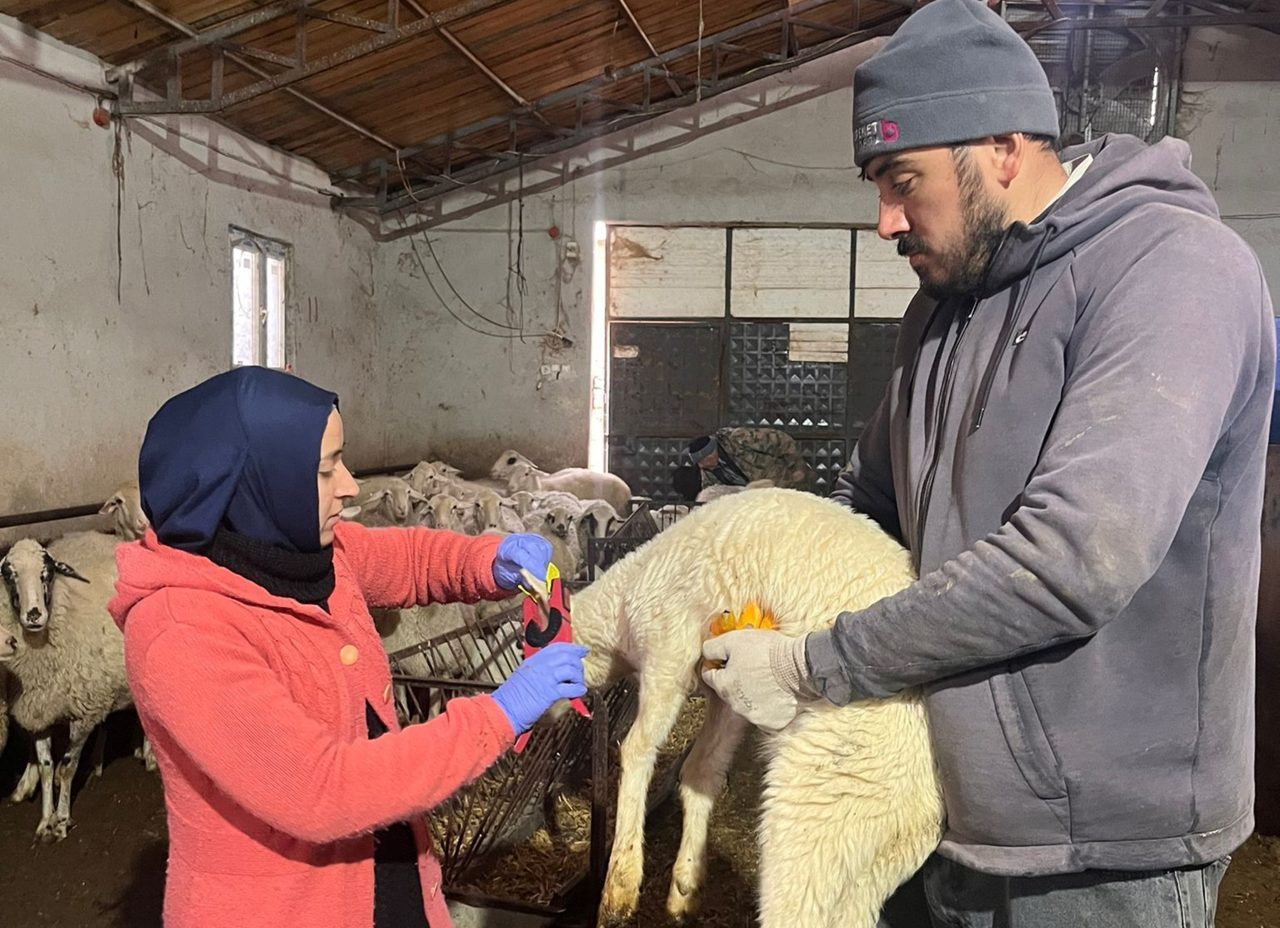 Sandıklı ilçesinda küçükbaş hayvanlara veba ve çiçek aşısı yapıldı. İlçe