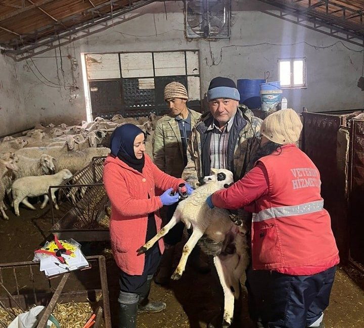 Afyonkarahisar’ın Sandıklı ilçesinde küçükbaş hayvanlara yönelik çiçek ve veba aşılamasına
