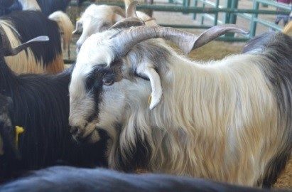 Kütahya’nın Tavşanlı ilçesinde görülen şap hastalığı nedeniyle, ilçe merkezi ve