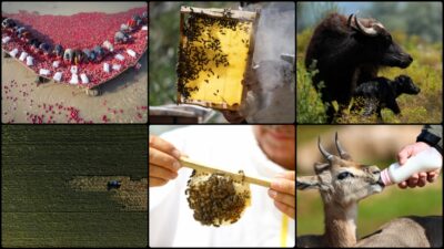 
Kovid-19 salgını ve savaşlar nedeniyle gıda güvenliğinin önemi küresel boyutta