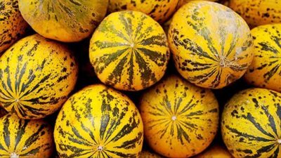 Kırkağaç Kaymakamı Zafer Oktay, Kırkağaç Kavunu'nun Avrupa Birliği'nden (AB) coğrafi