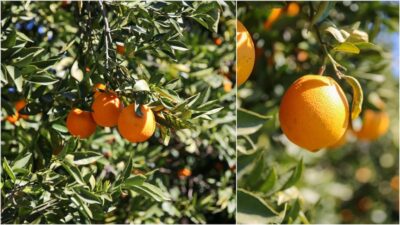 Antalya'nın coğrafi işaretli meyvesi Finike portakalının hasadı devam ediyor.
