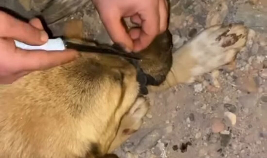 Diyarbakır’da sokakta ağzı iple bağlı bulunan köpek, polis ve vatandaşlar