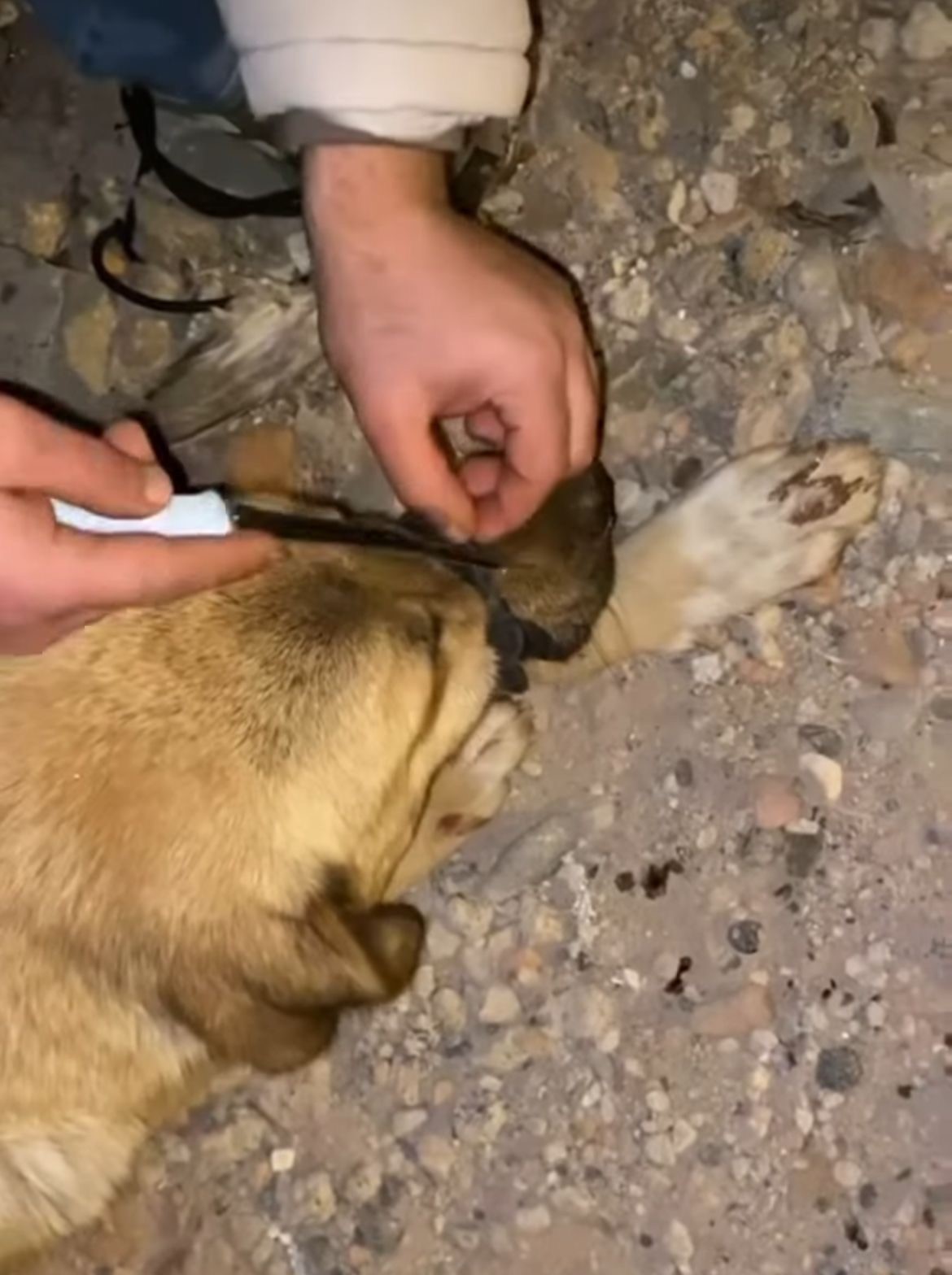 Diyarbakır’da sokakta ağzı iple bağlı bulunan köpek, polis ve vatandaşlar