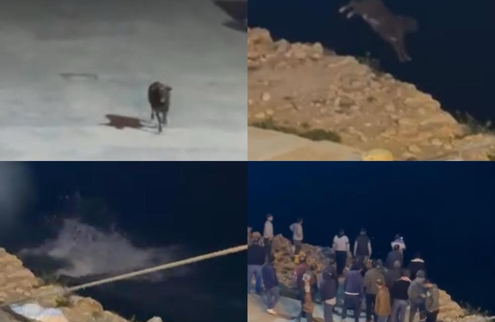 Mersin'e yurt dışından getirilen angus, gemiden tıra sevk edildiği esnada