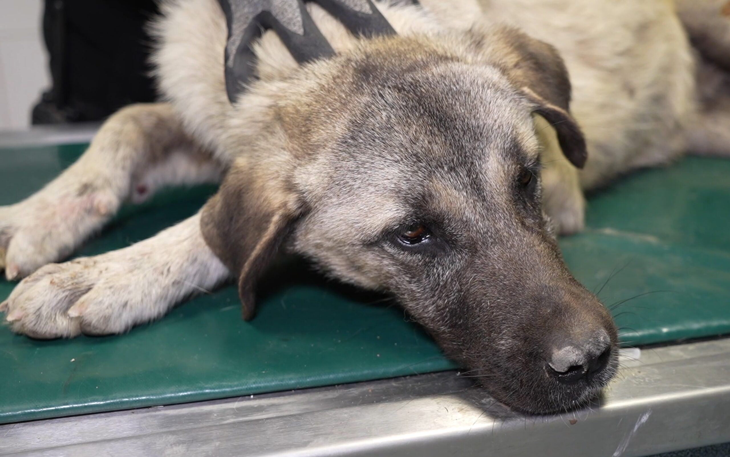 Kırıkkale'de otomobilin çarptığı köpek, itfaiye ekipleri tarafından alınarak hayvan taşıma