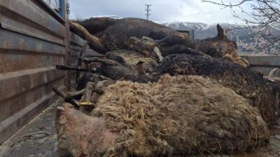 Afyonkarahisar’ın Çay ilçesine bağlı Akkonak köyünde çıkan yangın, büyük bir