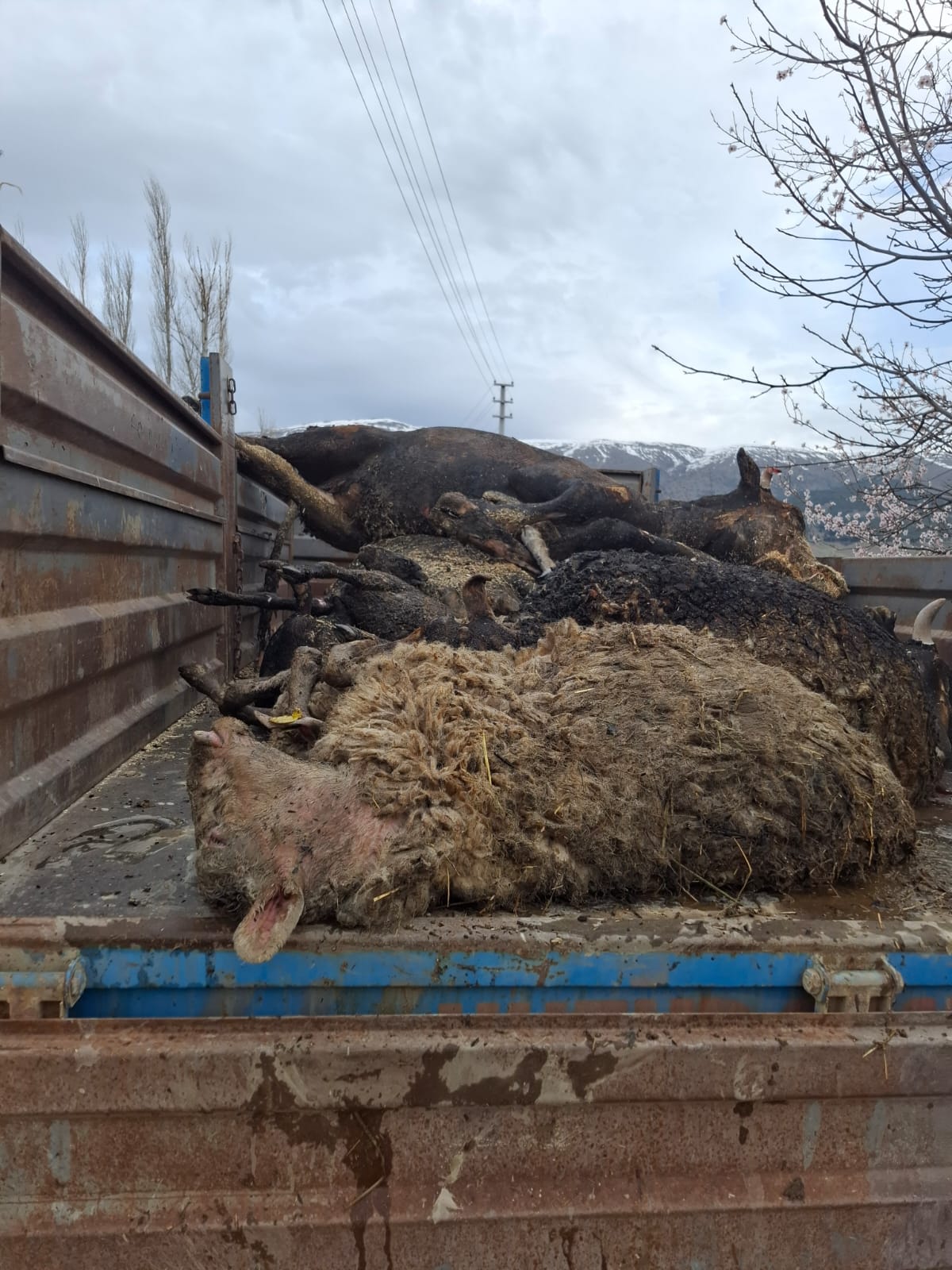 Afyonkarahisar’ın Çay ilçesine bağlı Akkonak köyünde çıkan yangın, büyük bir