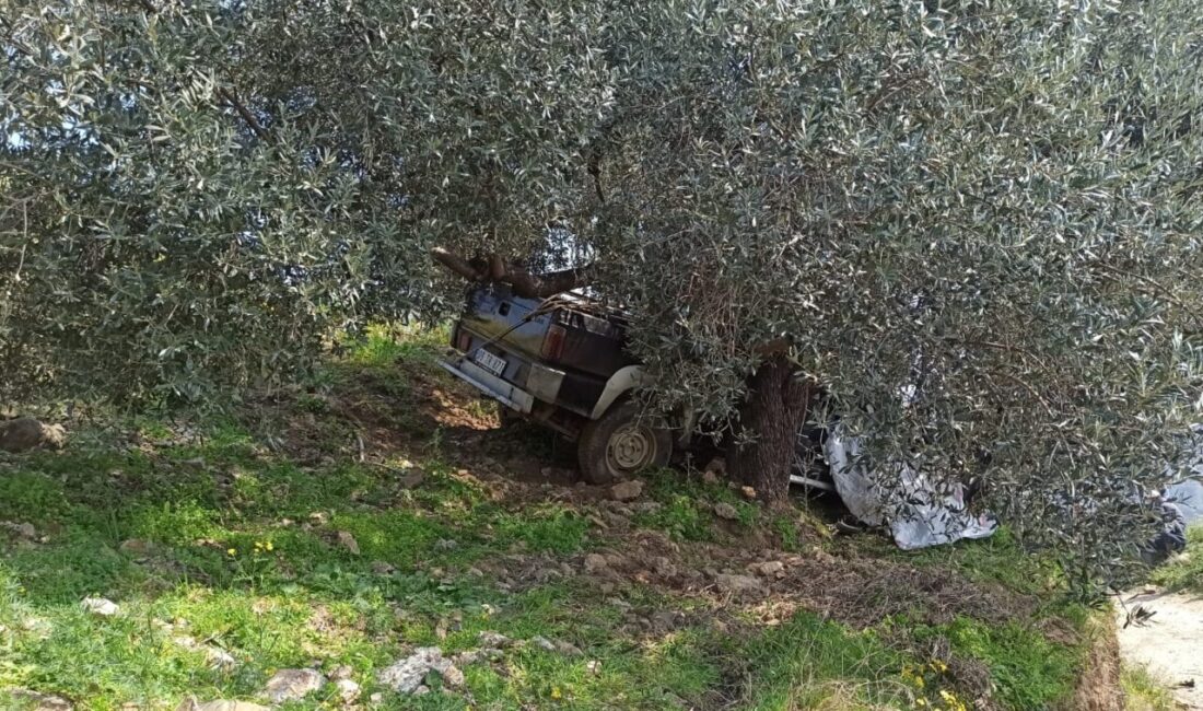 Aydın'ın Efeler ilçesinde ağaca çarpan pikabın sürücüsü hayatını kaybetti.