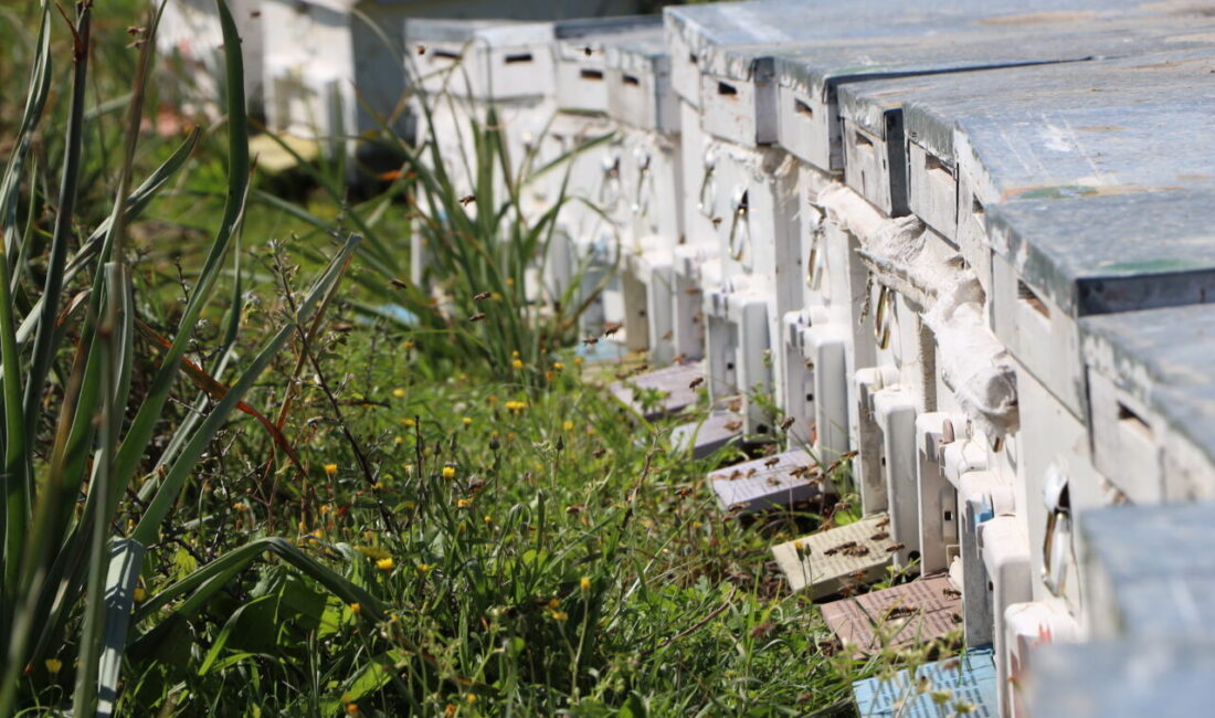 Muğla'nın Bodrum ilçesinde yaşayan 25 yaşındaki ziraat mühendisi Mehmet Yılmaz,