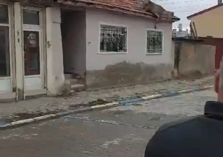 Afyonkarahisar’da sokak köpeklerinden korkarak çatıya çıkan kızıl geyik yaklaşık 4