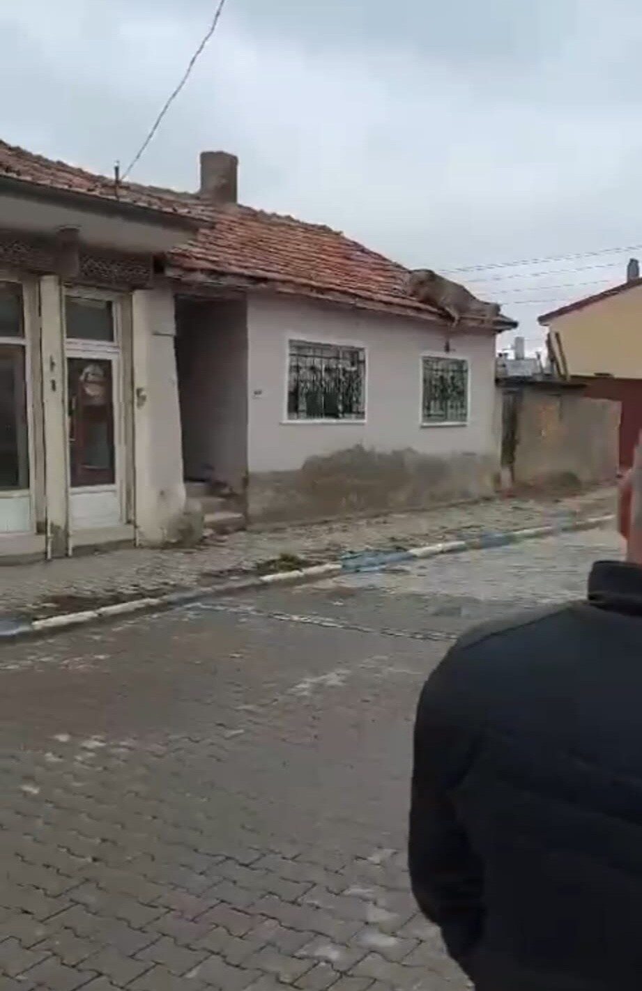 Afyonkarahisar’da sokak köpeklerinden korkarak çatıya çıkan kızıl geyik yaklaşık 4