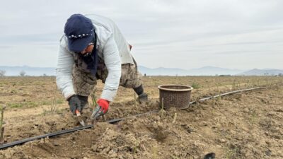İzmir’in Tire ilçesinde 3 yıl önce kuşkonmaz üretimine başlayan 39