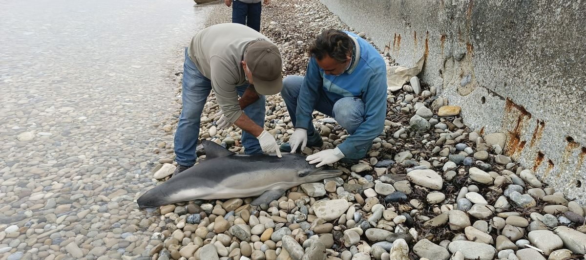 Aydın’ın Kuşadası ilçesinde sahilde “tırtak” türünde yunus ölü bulundu. Ekosistemi