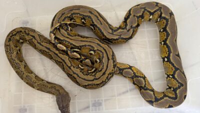 Kütahya'da şehirlerarası yolcu otobüsünde arama yapan polis ekipleri, bir karton