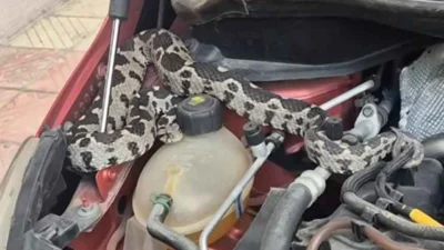 Manisa'da bir otomobilin motor kısmına giren, yaklaşık 1 metrelik şeritli