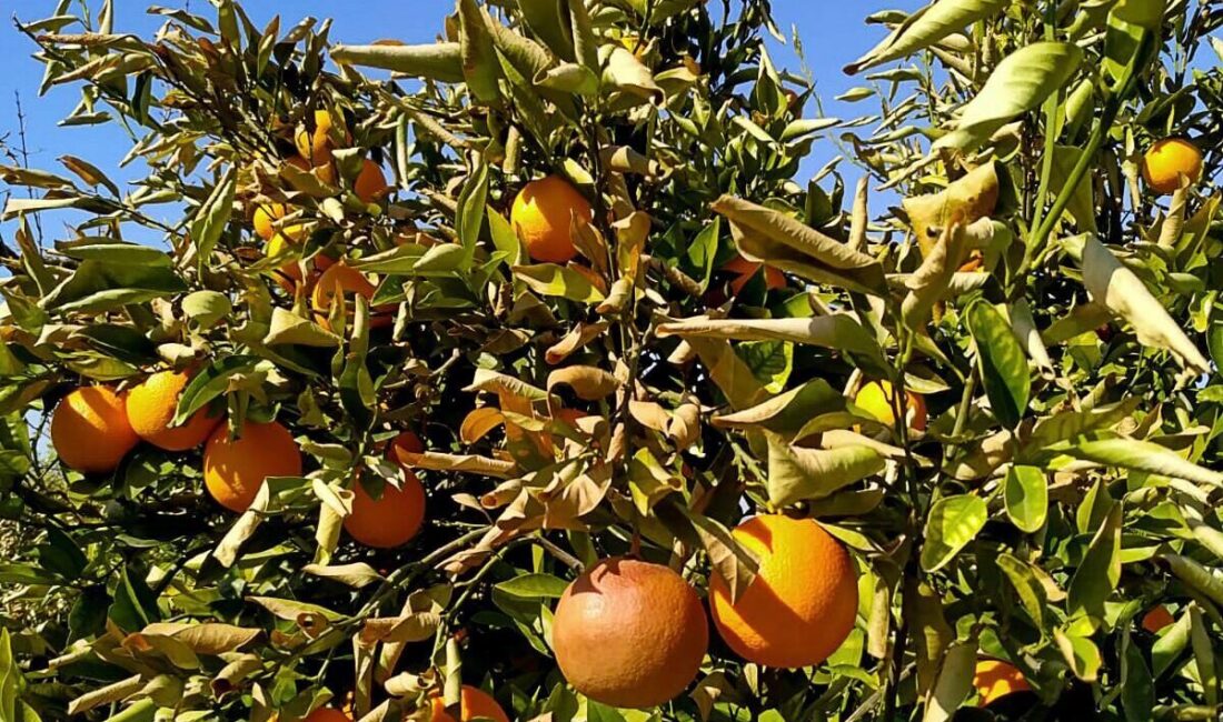 Muğla'da, Tarım ve Orman Müdürlüğü ekipleri don vuran narenciye bahçelerinde