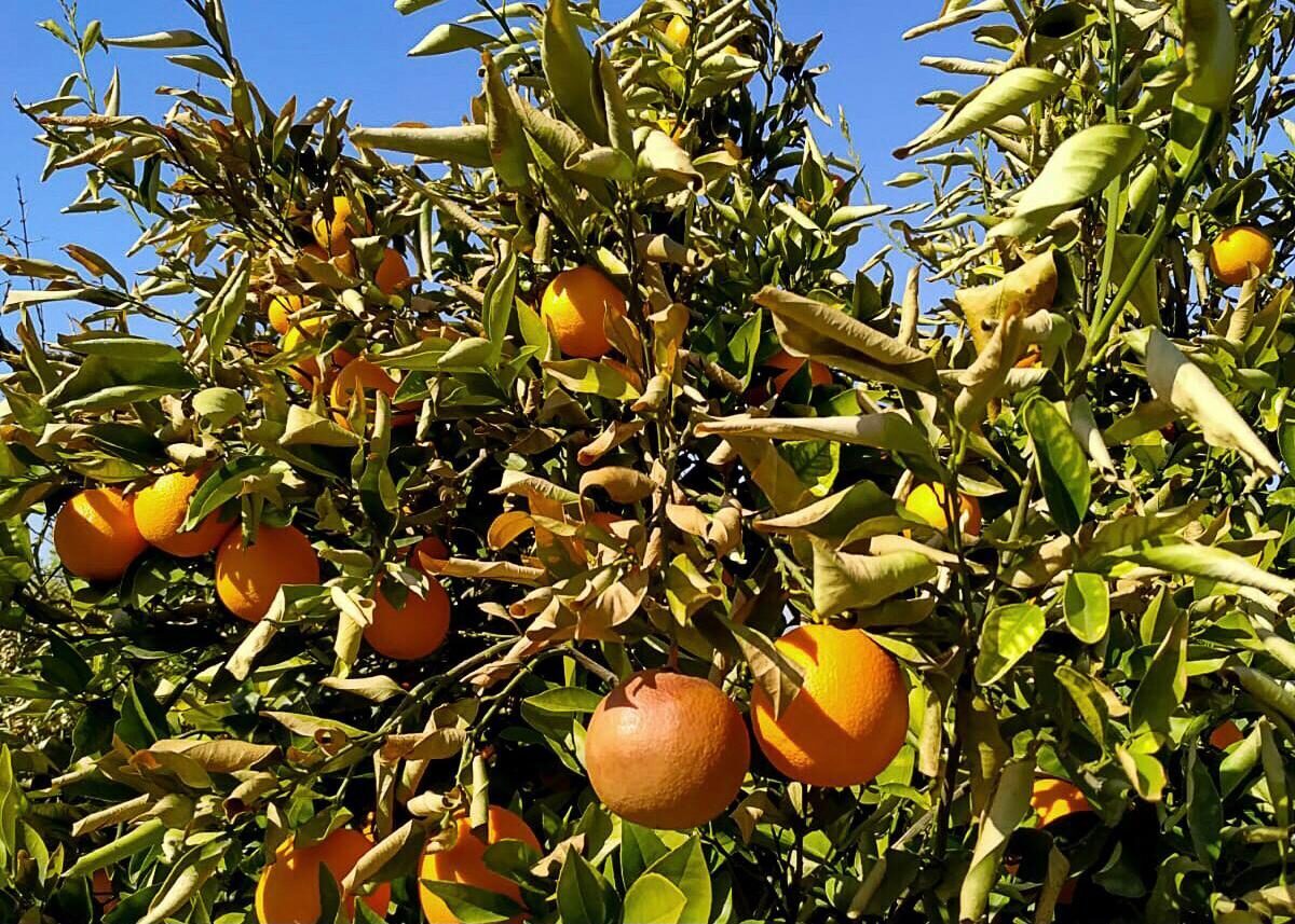 Muğla'da, Tarım ve Orman Müdürlüğü ekipleri don vuran narenciye bahçelerinde