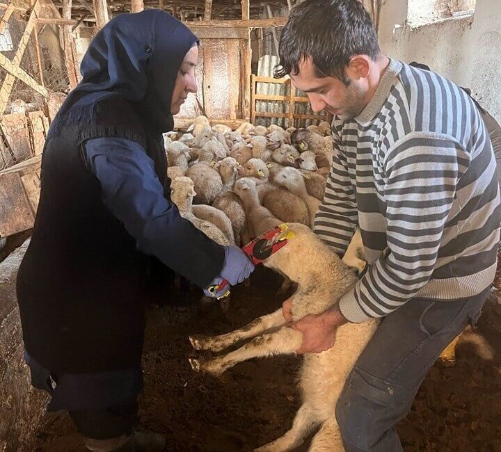 Afyonkarahisar’ın Sandıklı ilçesinde küçükbaş hayvanlara yönelik aşılama kampanyası başlatıldı.