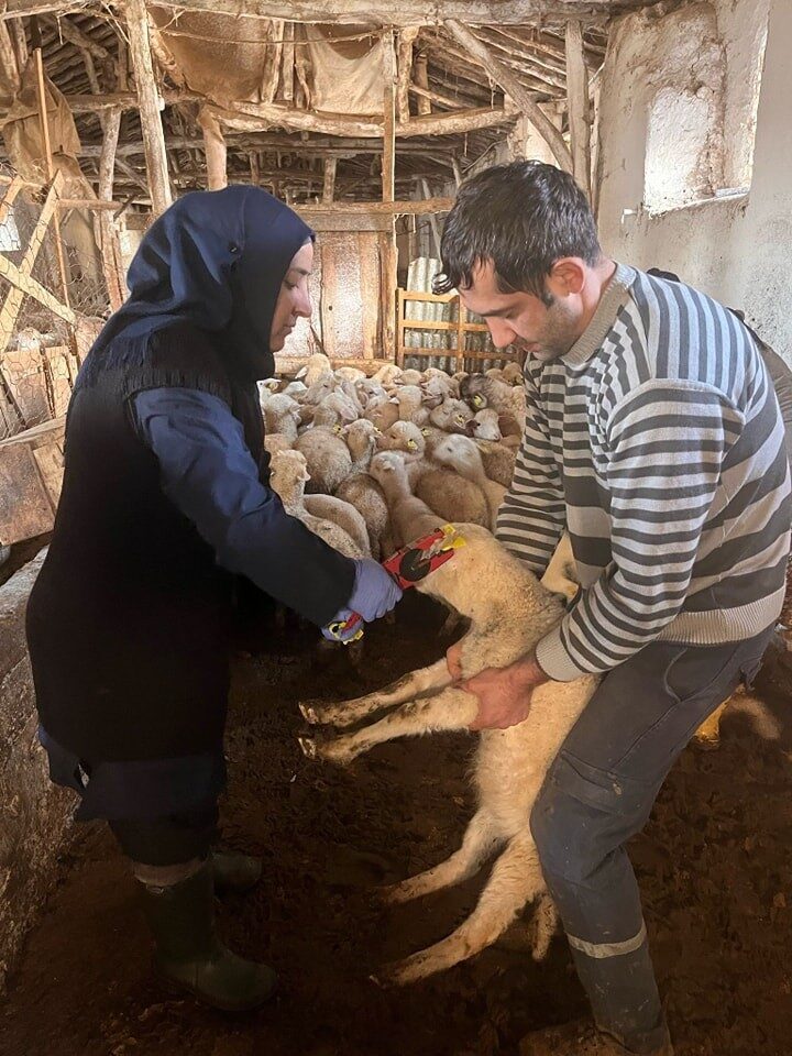 Afyonkarahisar’ın Sandıklı ilçesinde küçükbaş hayvanlara yönelik aşılama kampanyası başlatıldı.