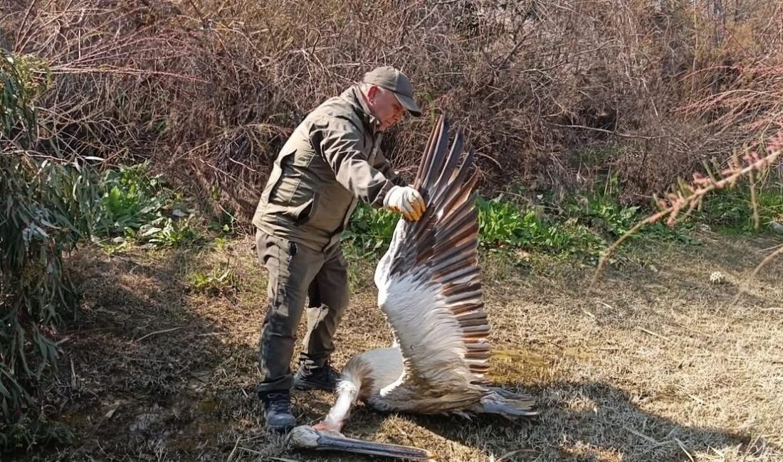 Nesli tehlike altındaki türler arasında yer alan tepeli pelikan, Aydın'ın