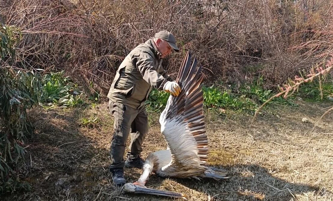 Nesli tehlike altındaki türler arasında yer alan tepeli pelikan, Aydın'ın