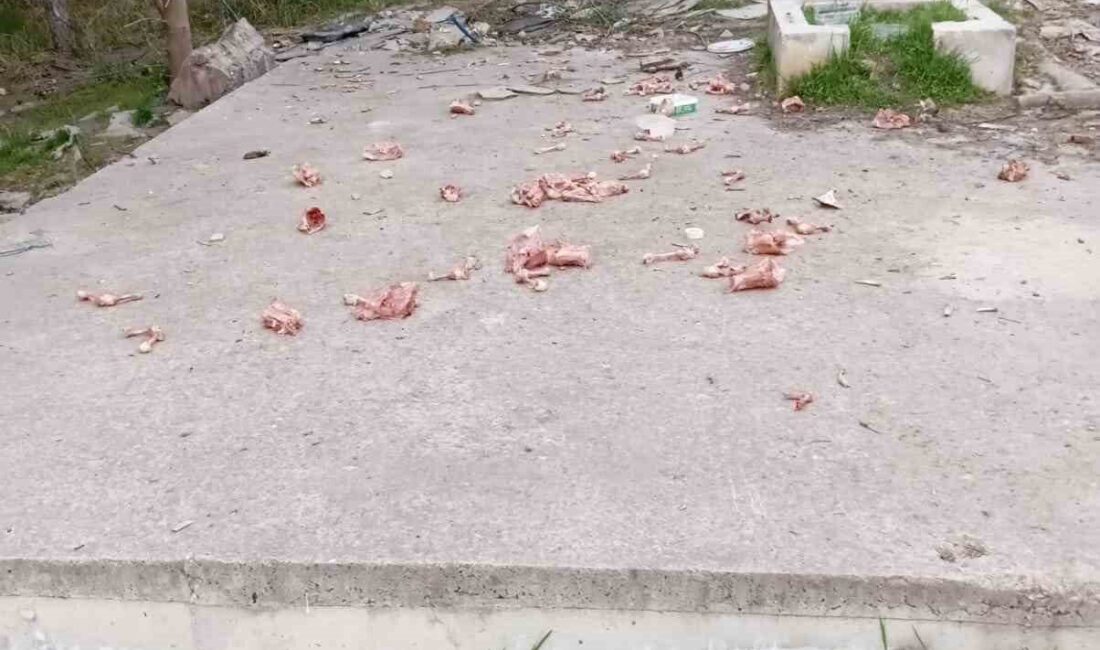 Bilecik’te çöp konteynırları ve boş arazilere sokak hayvanları için bırakılan