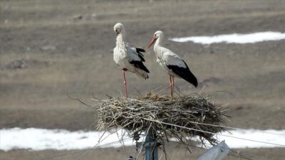 Baharın müjdecisi leylekler, halen bir kısmı karla kaplı olan Ardahan'ın