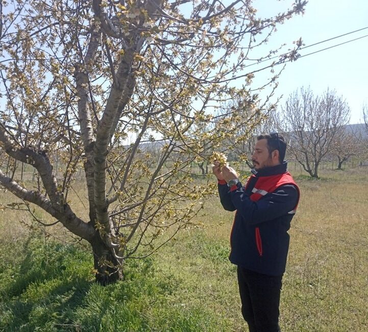 Afyonkarahisar'da yaşanan zirai don olayı, tarım alanlarında büyük hasara yol