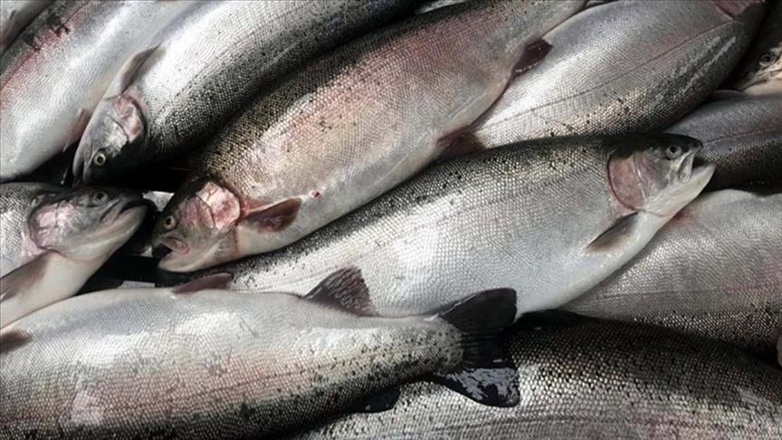 Türkiye'nin 3 aylık somon ihracatı 84 milyon 406 bin 690