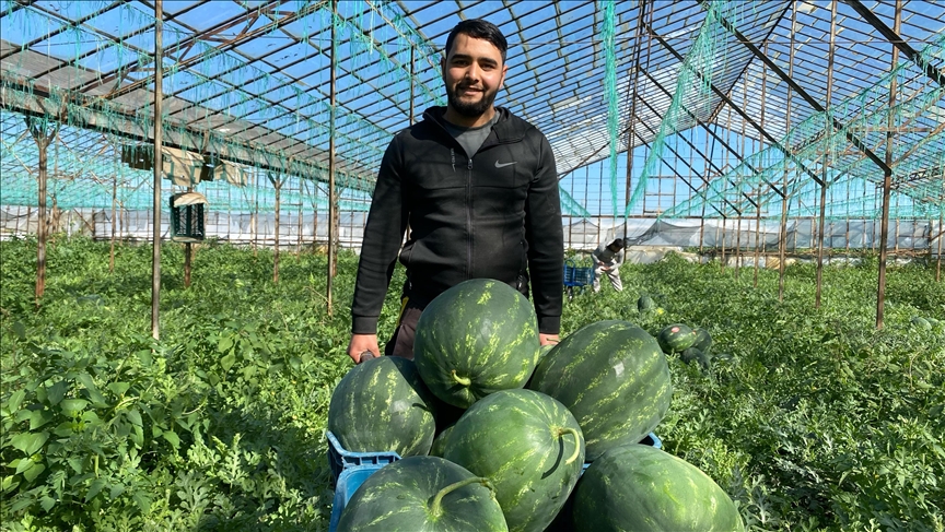 Örtü altı tarımın üssü konumundaki Antalya'da seralarda yetiştirilen erkenci karpuzlar,