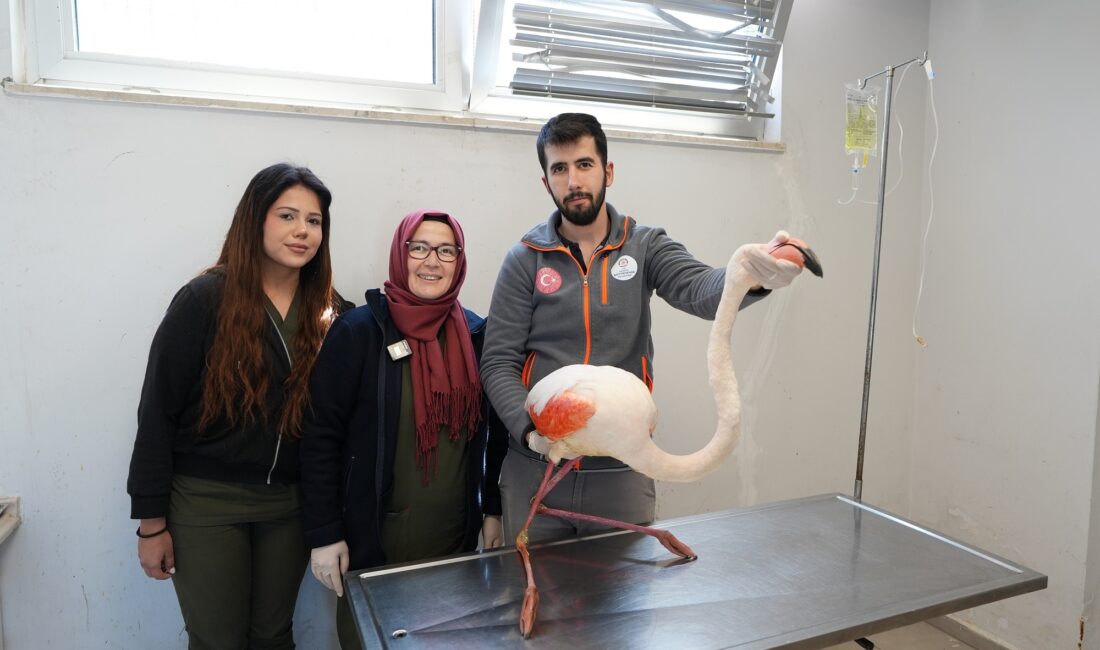 Denizli’de yaralı halde bulunan flamingo tedavi edilerek yeniden doğal hayata