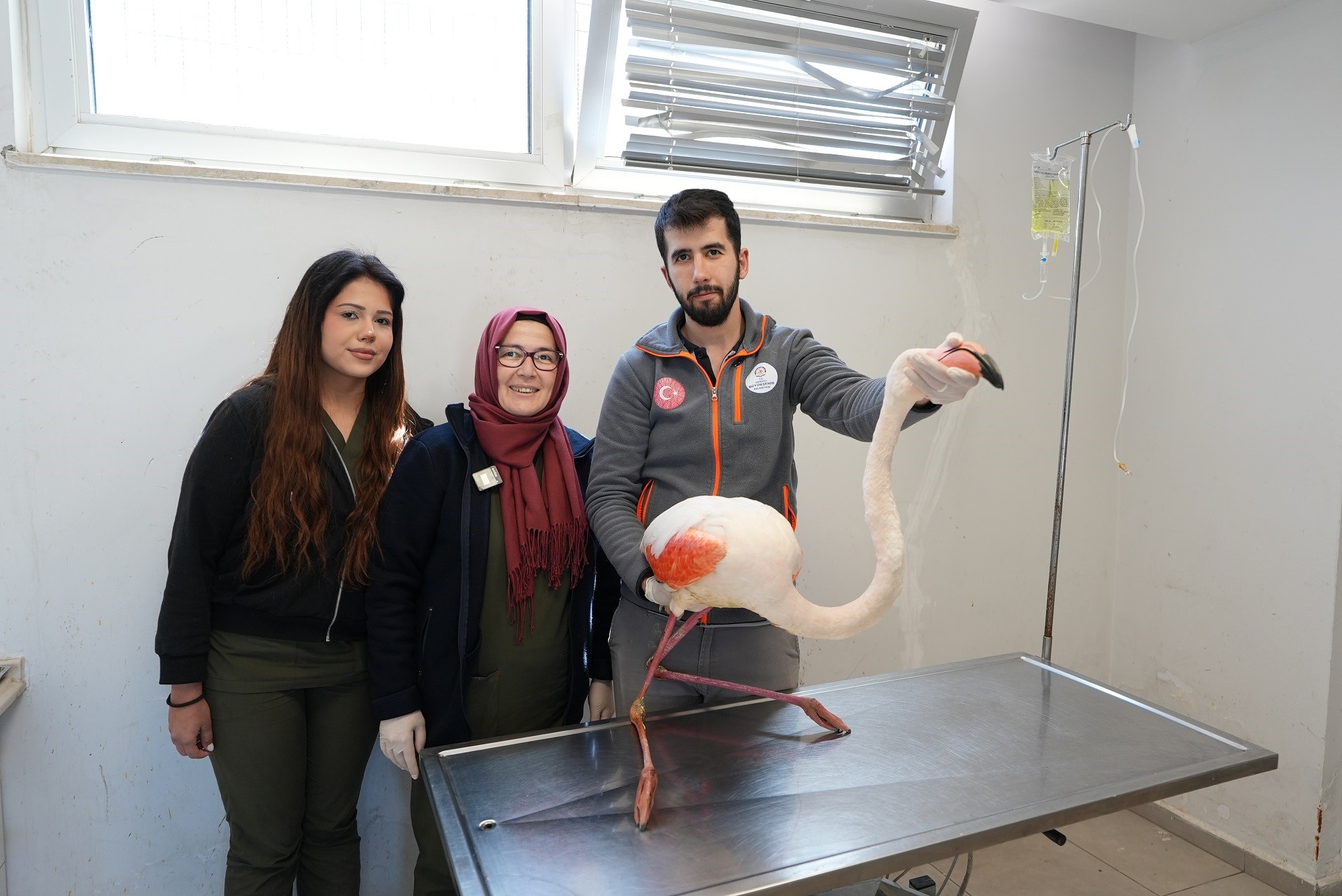 Denizli’de yaralı halde bulunan flamingo tedavi edilerek yeniden doğal hayata