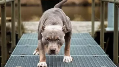 İstanbul’un Bakırköy ilçesinde pitbull cinsi köpeğini ağızlıksız dolaştıran ve diğer
