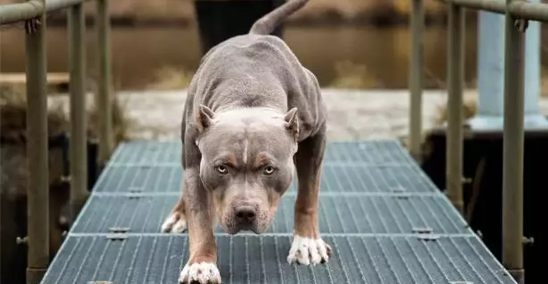 İstanbul’un Bakırköy ilçesinde pitbull cinsi köpeğini ağızlıksız dolaştıran ve diğer