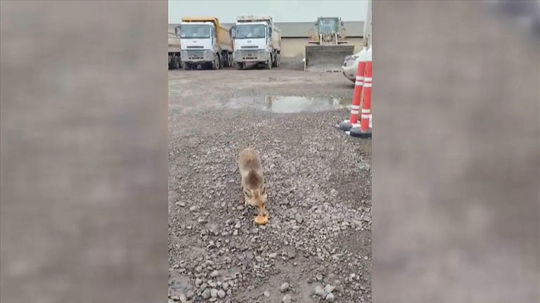 Adana'nın Tufanbeyli ilçesinde aç kaldığı için şantiyeye giren tilki, bir
