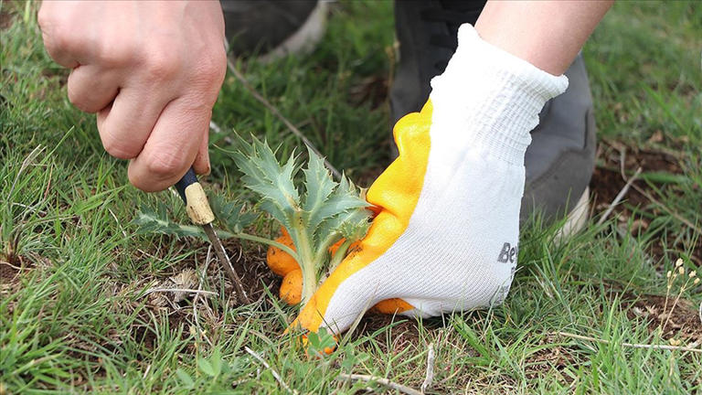 Diyarbakır’da aşçılık konusunda eğitim gören üniversite öğrencileri ve kadınlar, volkanik