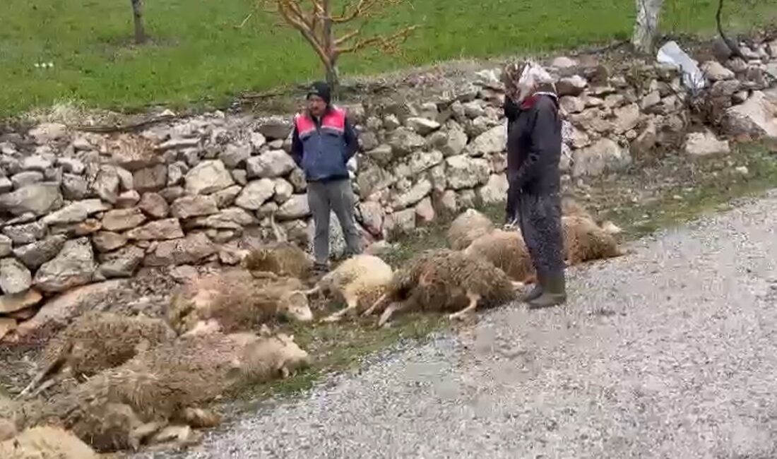 Denizli'de Kurtlar, Çoban Ailesinin Kurbanlık Kuzularını Telef Etti: 600 Bin