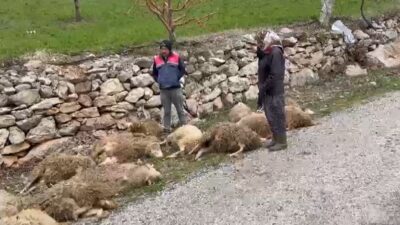 Denizli'de Kurtlar, Çoban Ailesinin Kurbanlık Kuzularını Telef Etti: 600 Bin