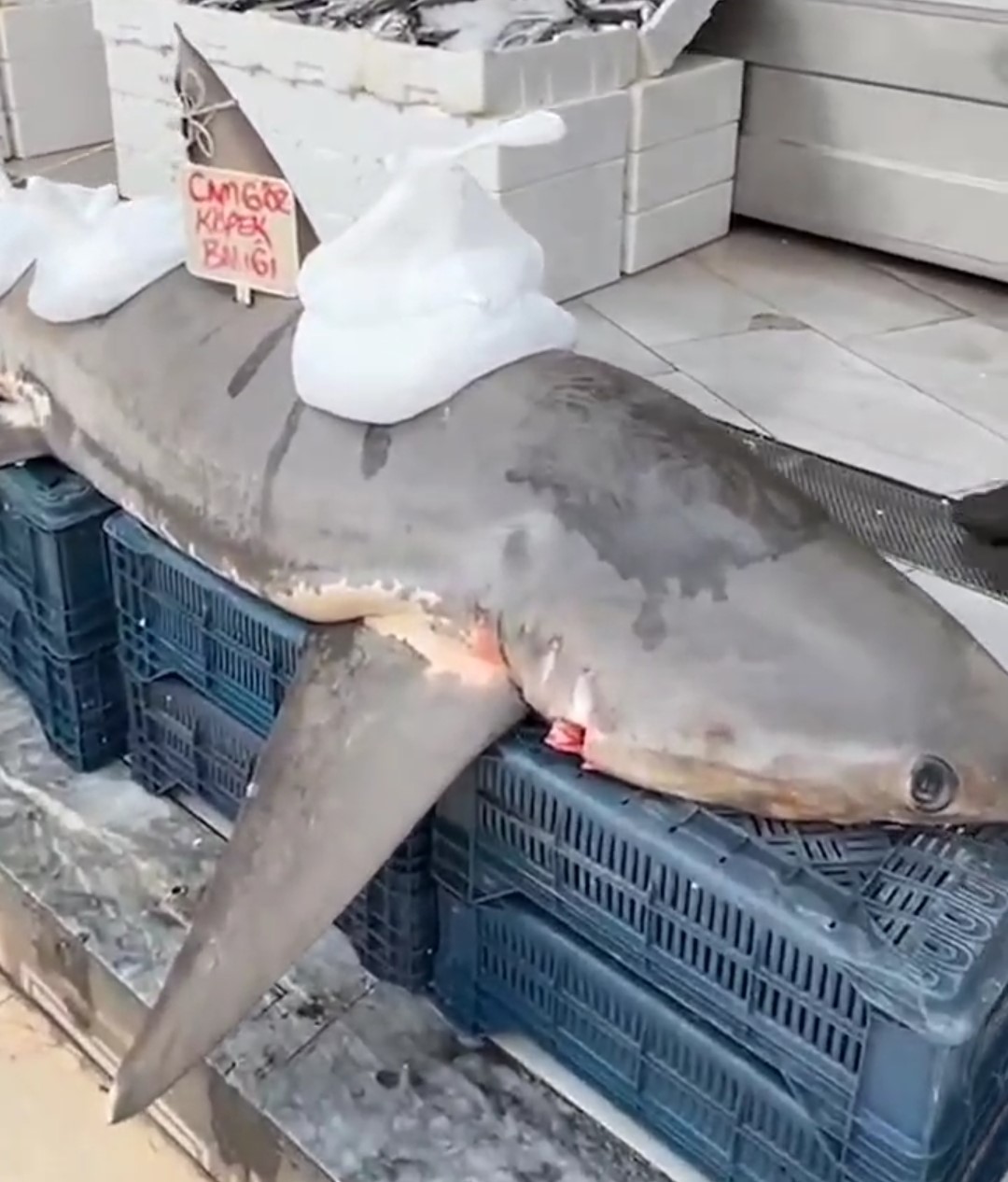 Adana'nın Yumurtalık ilçesinde Akdeniz açıklarında balıkçılar tarafından yakalanan 4.5 metre