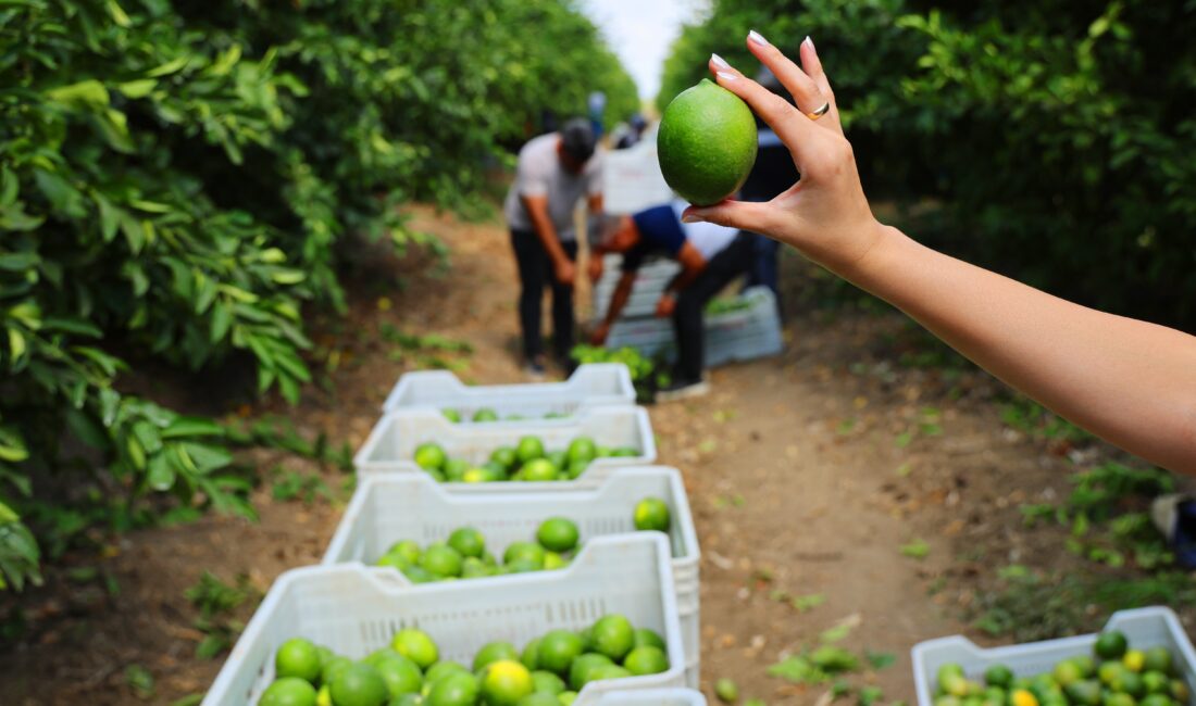 Ticaret Bakanlığı'nın limon ihracatını durdurma kararı sonrası Adana Yüreğir Ziraat
