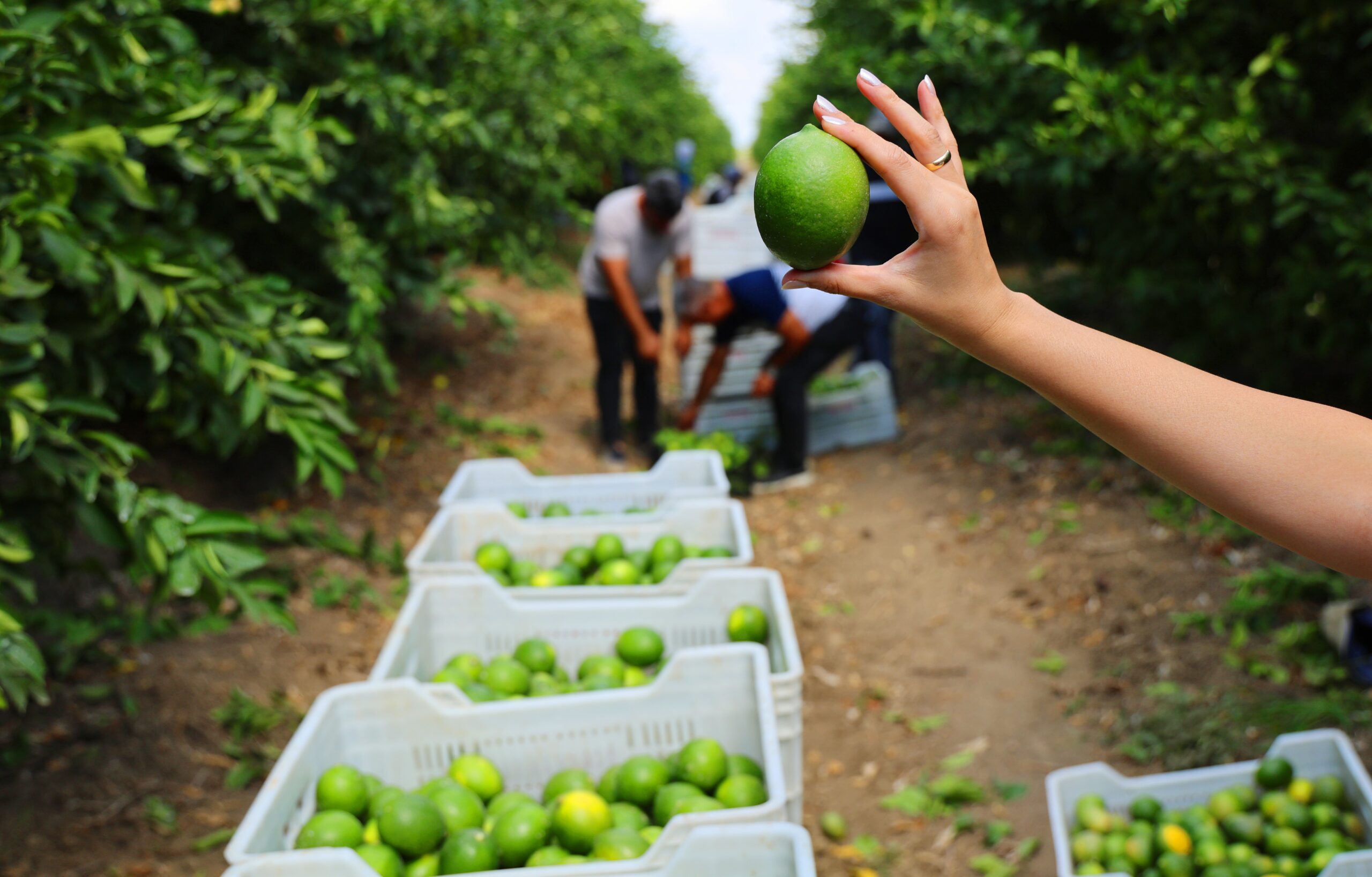 Ticaret Bakanlığı'nın limon ihracatını durdurma kararı sonrası Adana Yüreğir Ziraat
