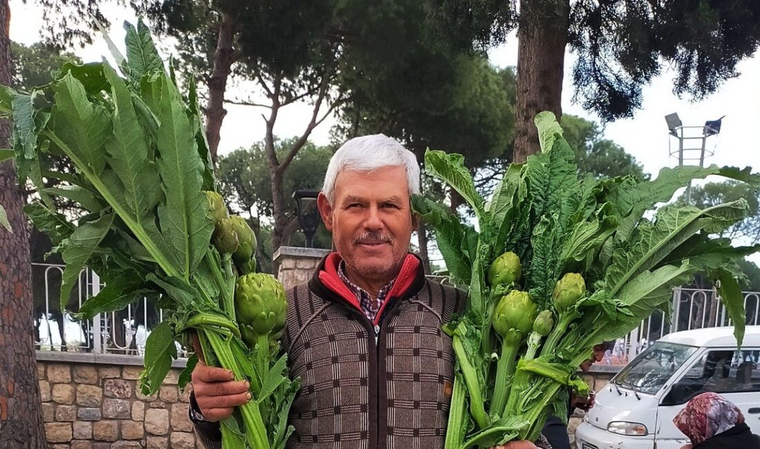 Aydın’da enginar sezonu açıldı, tanesi 70 liradan alıcı buluyor Enginar üretiminde Türkiye'nin yüzde 42'lik ihtiyacına cevap veren Aydın’da, enginar