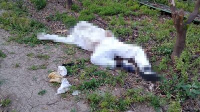   Adana’nın Seyhan ilçesi Zeytinli Mahallesi’nde arıcılık yapan İlhami Özden,