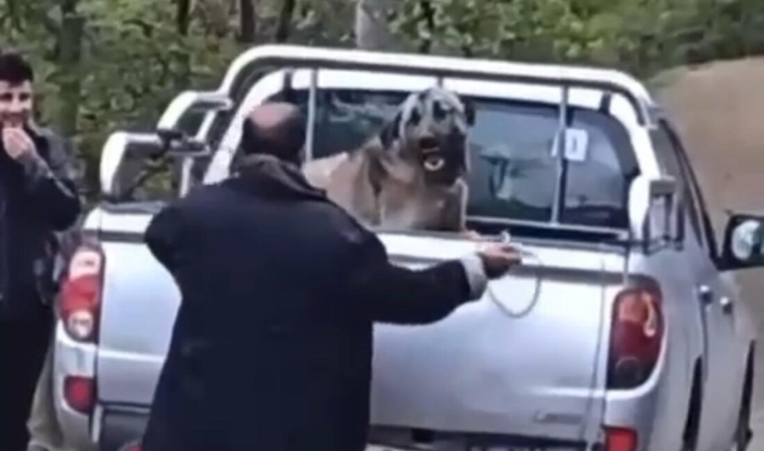 Köpeğe halatla şiddet uygulayan şahıs gözaltına alındı Trabzon'da kamyonet kasasında köpeğe halatla şiddet uyguladığı görüntüler sosyal medyada